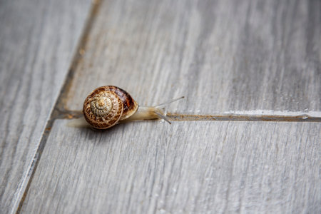 Snail on a wooden background. Snail in the shell close-up copy spaceの写真素材