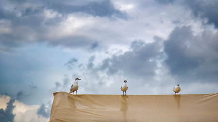 Seagulls sitting on the edge of a cloth with cloudy skyの写真素材