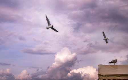 Seagulls flying in the sky at Bang Pu beach, Thailandの写真素材