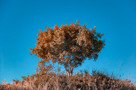 Autumn landscape with a lonely tree on a background of blue skyの写真素材
