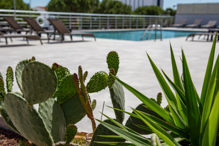 Cactuses at the edge of a swimming pool in a hotelの写真素材
