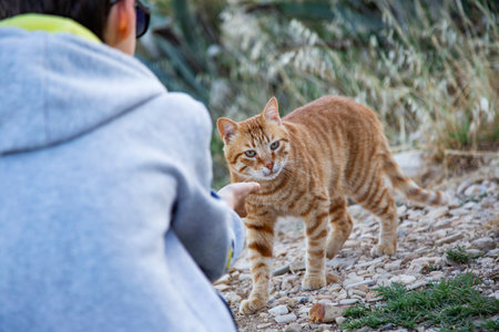 Child plays with orange tabby stray cat against large cactus, friendship between people and animals, a moment of trustの写真素材