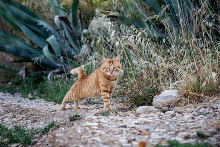 ginger cat walking on the road in the garden, selective focusの写真素材