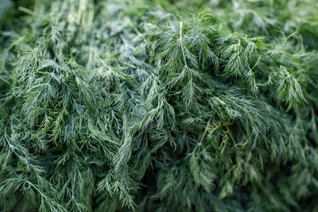 Fresh dill on the market, close-up, background.の写真素材