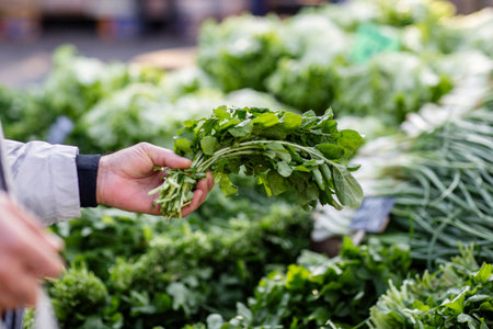 Man's hand choosing fresh arugula at local market in Turkeyの写真素材