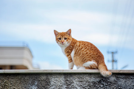 Ginger small kitty sitting on the gray wall looking at camera against cloudy sky backgroundの写真素材