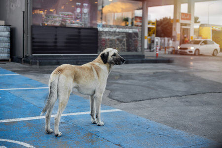 Stray dog wandering at gas stationの写真素材