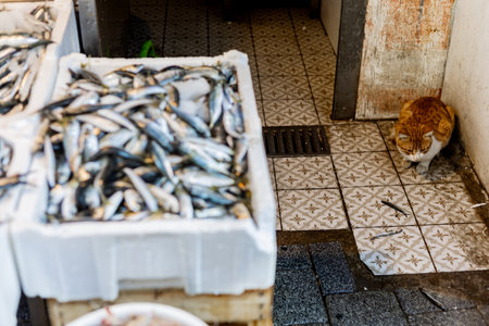 Ginger stray cat eating anchovies at a street fish market in Izmir, Turkeyの写真素材