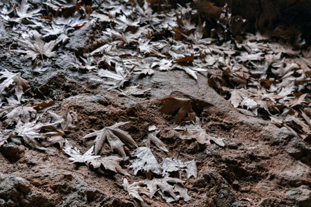 dry oak leaves on the ground in the forest, close-upの写真素材