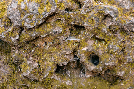 Close up of a stone covered with moss and lichen. Natural background.の写真素材