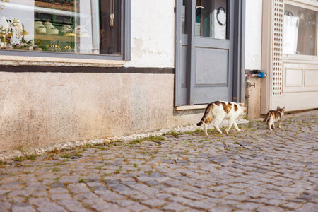Two stray cats walking in the street of the old town of Tallinn, Estonia