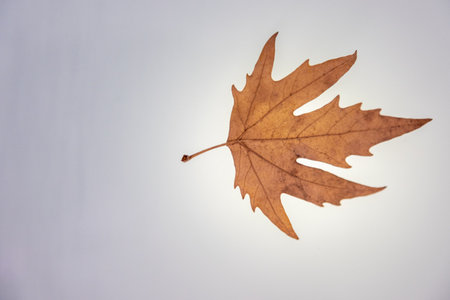 Dry autumn leaves on a white background. Autumn concept. Flat lay.