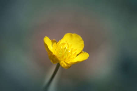 Yellow small flower, macroの写真素材