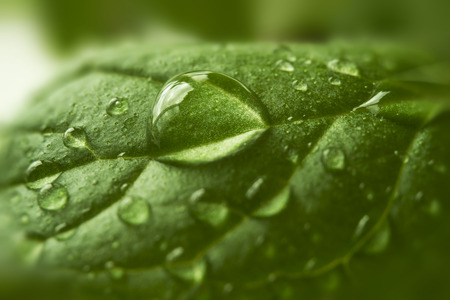 Drops of water on green leaf, macro
