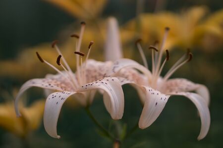 Pink lily flowers in the garden lawnの写真素材