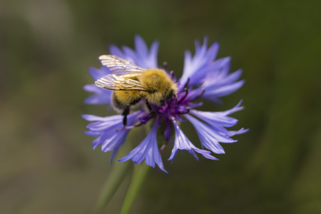 Macro shot of bumblebee on cornflowersの写真素材