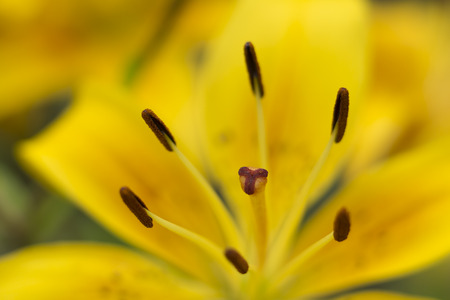 Macro shot of yellow lily flowerの写真素材