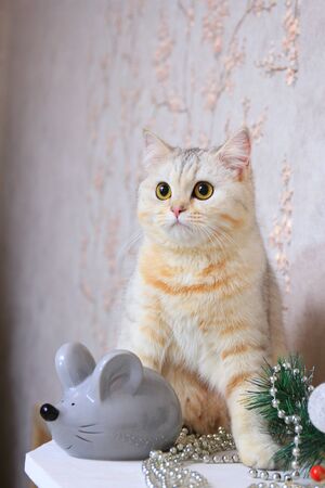 Domestic cat sits next to a gray artificial mouseの写真素材