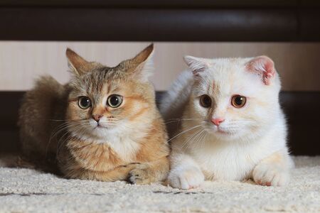 Two home cats British and Scottish breedの写真素材