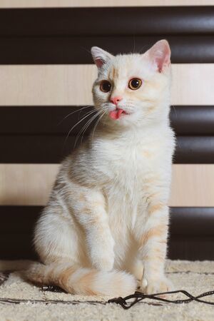 Beige scottish cat at homeの写真素材