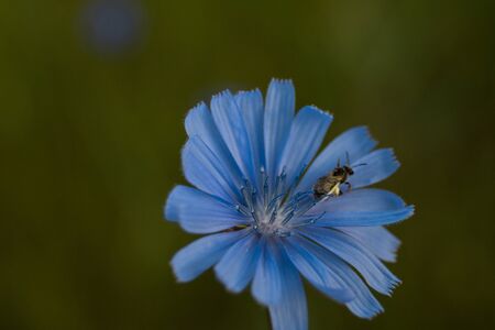 Chicory - perennial grass with blue flowers. Herbal medicineの写真素材