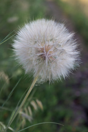 Tragopogon pseudomajor. Big dandelionの写真素材