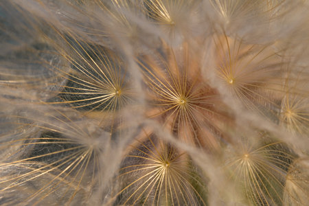 Tragopogon pseudomajor. Big dandelion close upの写真素材