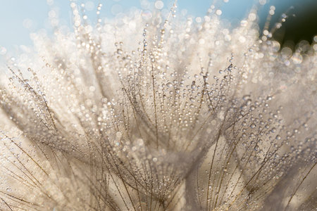 Tragopogon pseudomajor. Big dandelion with water dropsの写真素材
