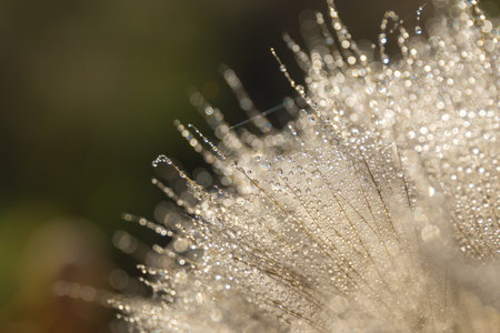Tragopogon pseudomajor. Big dandelion closeup with water dropsの写真素材