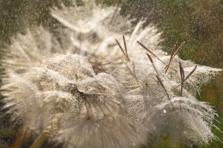 Tragopogon pseudomajor. Big dandelion with water dropsの写真素材