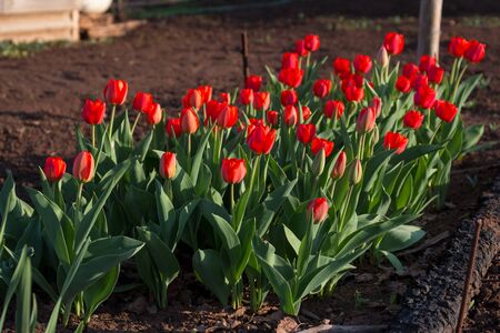 Growing tulips in the country. Flowering red tulipsの写真素材