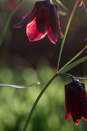Bluebells flowers. The first spring flowers. In the bright sunの写真素材