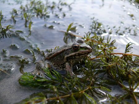 Green frog on the shore of a pondの写真素材