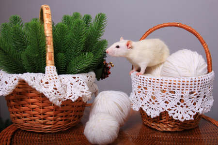 White rat, symbol of the year, in the New Year decorationsの写真素材