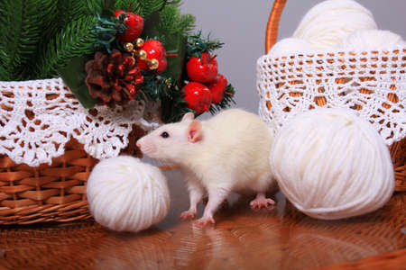 White rat, symbol of the year, in the New Year decorationsの写真素材