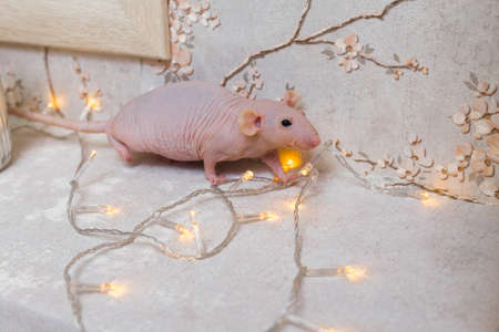 New Year`s Bald Sphinx Ratの写真素材
