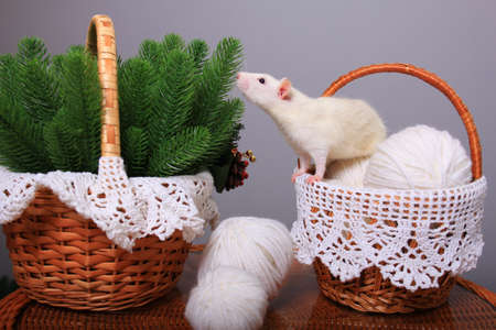 White rat, symbol of the year, in the New Year decorationsの写真素材