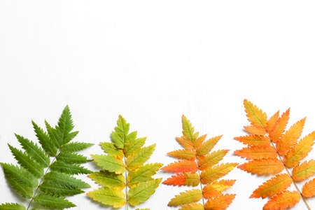 Leaves from green to red are well suited for autumn decorations. The leaves are located at the bottom on a white background. Image with copy spaceの写真素材