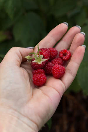 Ripe sweet raspberries on a woman's palm. Fresh crop, just plucked from the bush. Vertical orientationの写真素材