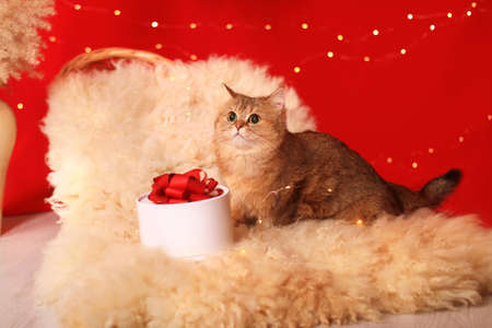 British red cat on fur near a gift box on a red backgroundの写真素材