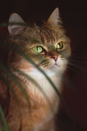 A brown cat on a dark background looks into the distanceの写真素材