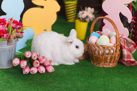 White rabbit in Easter decoration in horizontal orientation with selective focusの写真素材