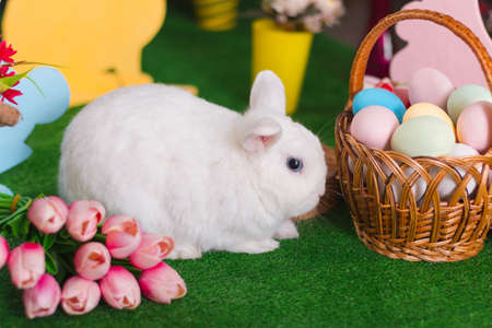 White rabbit in Easter scenery close-up with selective focusの写真素材