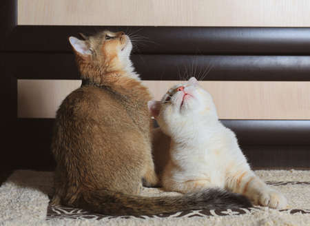 Two home cats British and Scottish breedの写真素材