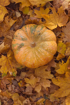 A ripe orange round pumpkin lies on yellow autumn leaves.の写真素材