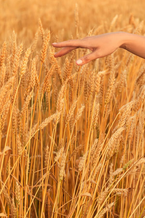 golden wheat field. The girl's hand strokes the earsの写真素材