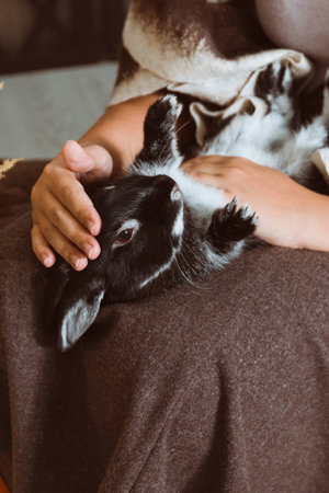 The black rabbit is lying on its back on the girl's lap. A girl strokes a rabbitの写真素材