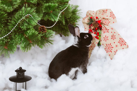 A black rabbit in artificial snow near a green Christmas tree and a Christmas bow. The symbol of the year in snow decorationsの写真素材