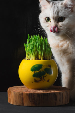 A white cat licks the green grass in a yellow potの写真素材