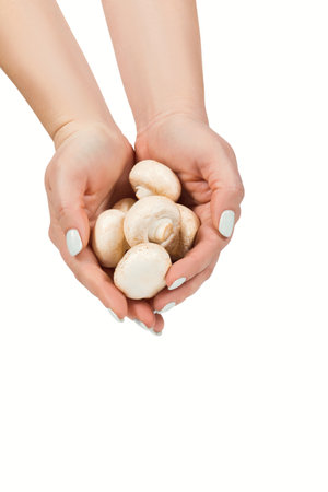 Mushrooms champignons in women's hands on a white backgroundの写真素材